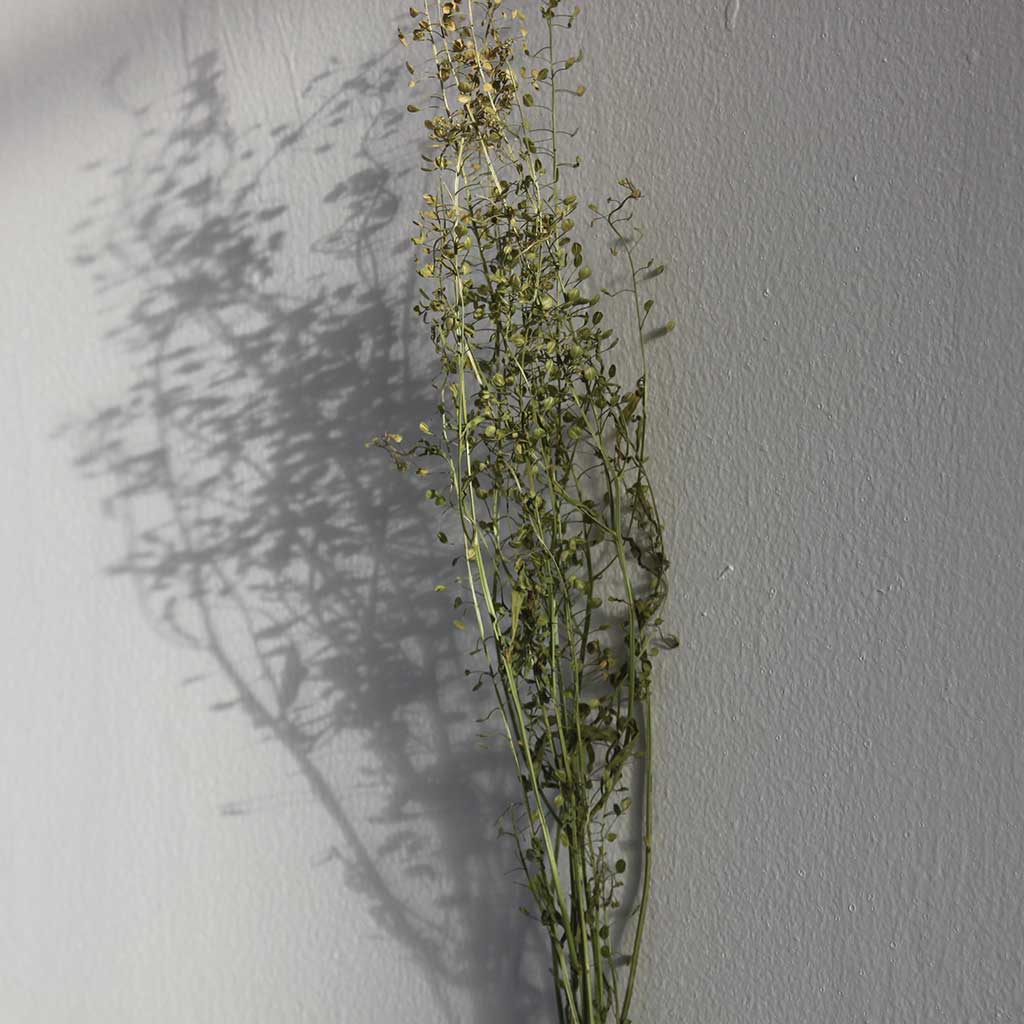 FlorLinea