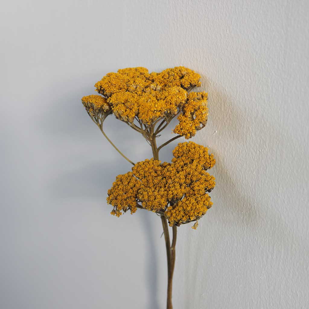 FlorLinea
