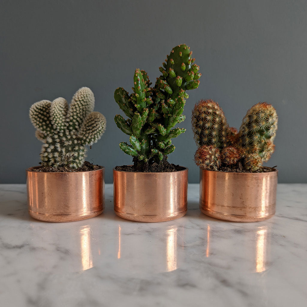 set-of-3-copper-planters-with-succulents-and-cactus-made-from-recycled-materials-by-kopper-kreation-in-dublin-ireland-2022