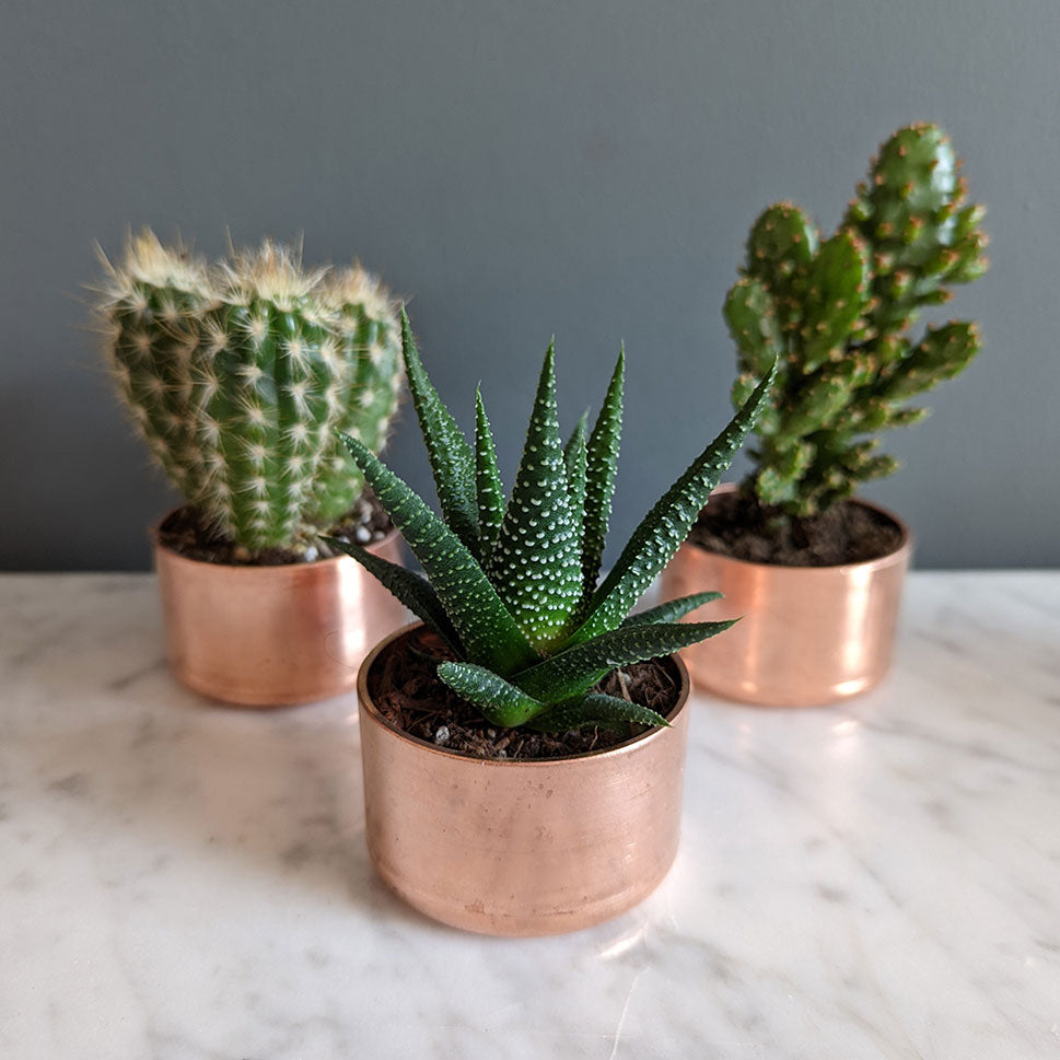 set-of-3-copper-planters-with-succulents-and-cactus-made-from-recycled-materials-by-kopper-kreation-in-dublin-ireland-2022