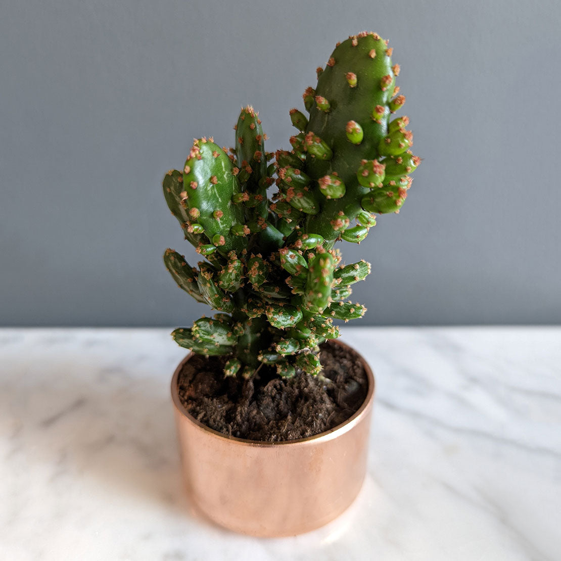 set-of-3-copper-planters-with-succulents-and-cactus-made-from-recycled-materials-by-kopper-kreation-in-dublin-ireland-2022