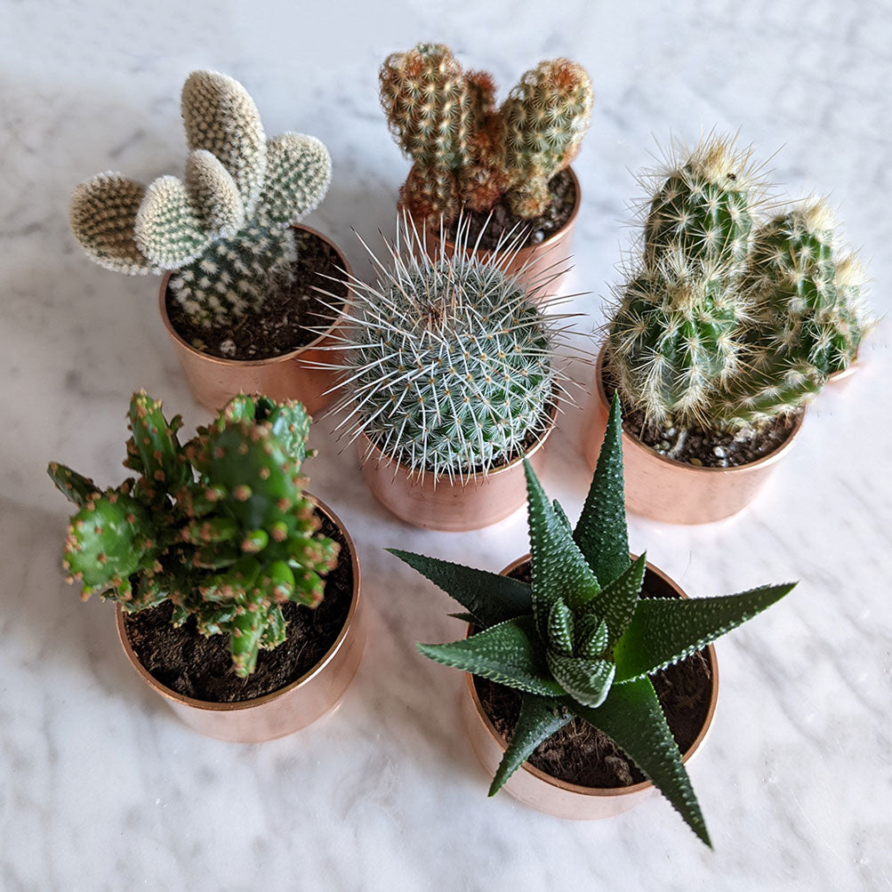 set-of-3-copper-planters-with-succulents-and-cactus-made-from-recycled-materials-by-kopper-kreation-in-dublin-ireland-2022