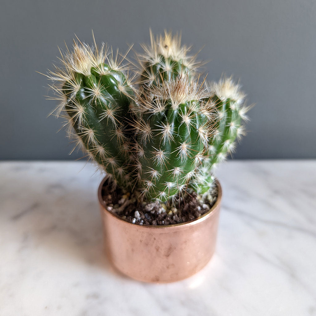 set-of-3-copper-planters-with-succulents-and-cactus-made-from-recycled-materials-by-kopper-kreation-in-dublin-ireland-2022