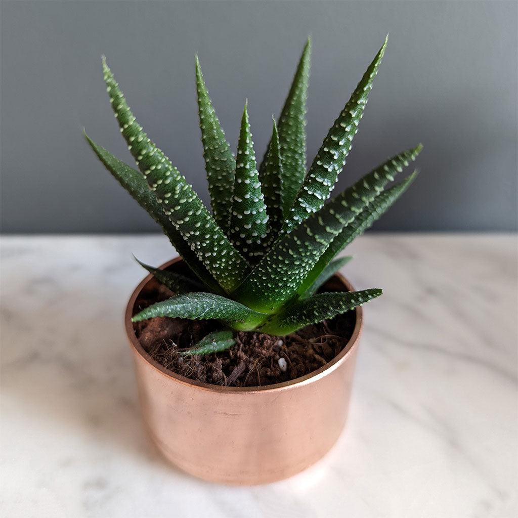 set-of-3-copper-planters-with-succulents-and-cactus-made-from-recycled-materials-by-kopper-kreation-in-dublin-ireland-2022