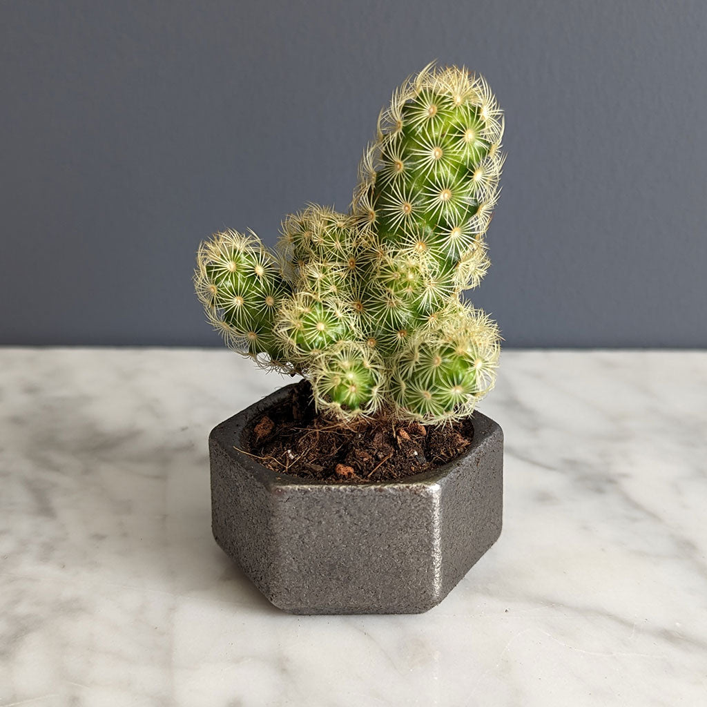 Iron Planter
