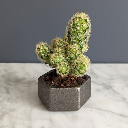 Iron Planter