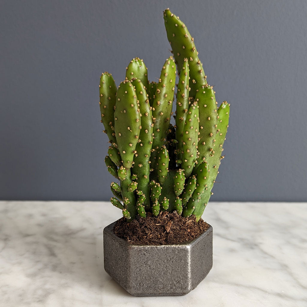 Iron Planter