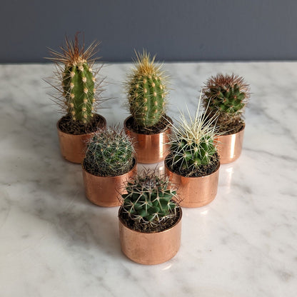 Baby Copper Planter
