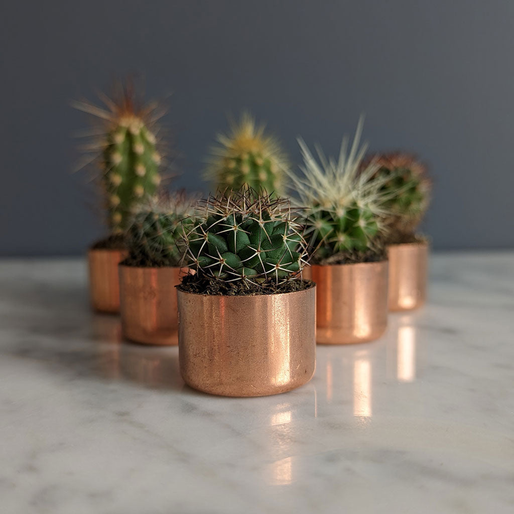 Baby Copper Planter
