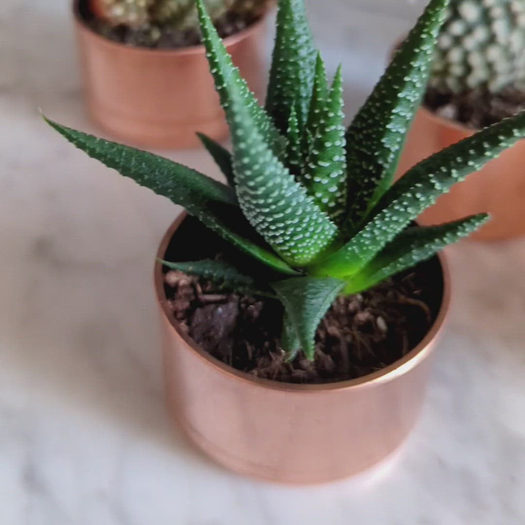 set-of-3-copper-planters-with-succulents-and-cactus-made-from-recycled-materials-by-kopper-kreation-in-dublin-ireland-2022