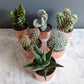 set-of-3-copper-planters-with-succulents-and-cactus-made-from-recycled-materials-by-kopper-kreation-in-dublin-ireland-2022