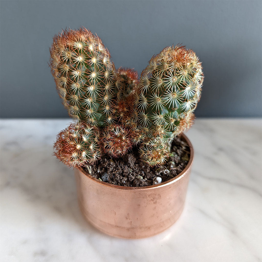 copper pot succulents Copper Planter