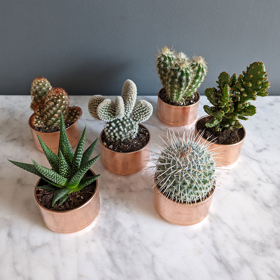 set-of-3-copper-planters-with-succulents-and-cactus-made-from-recycled-materials-by-kopper-kreation-in-dublin-ireland-2022
